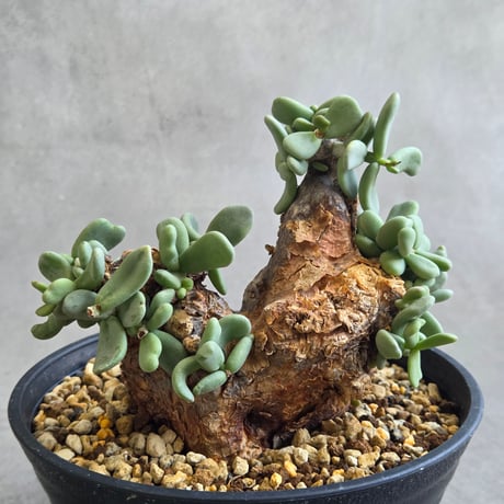 ピグマエア | STORES