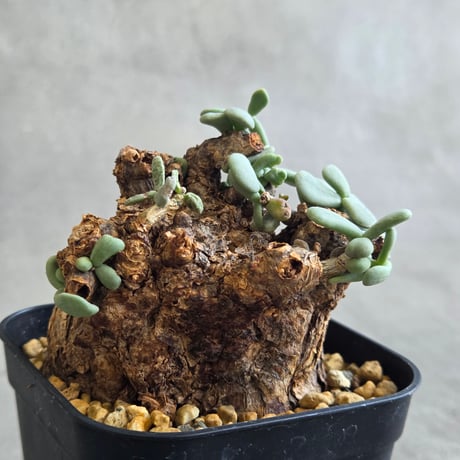 ピグマエア | STORES