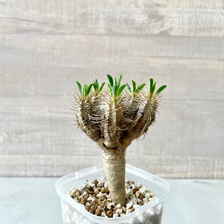 ユーフォルビア ギラウミニアナ 17 実生 美株・分頭】ユーフォルビア