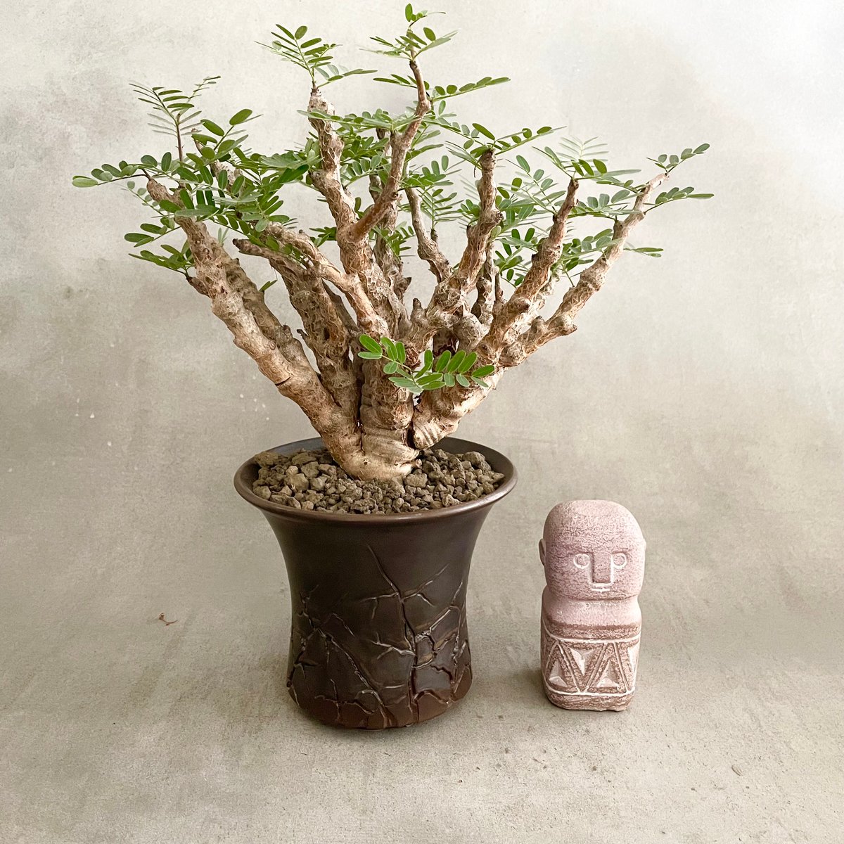 センナ メリディオナリス 鉢ごと発送