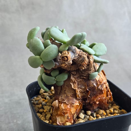 ケラリアピグマエア | STORES