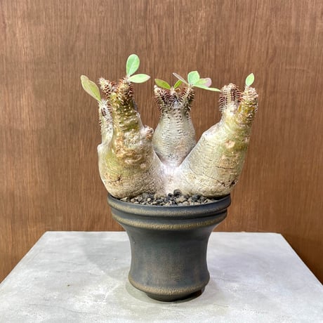 パキポディウム グラキリス 優良株 低重心 4本短枝 まん丸 現地球 発