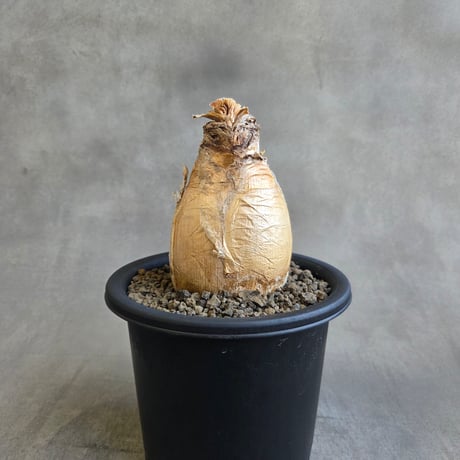 ブーファンハエマンソイデス | STORES