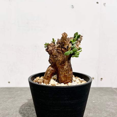 ケラリア ピグマエア　塊根植物　コーデックス ケラリアピグマエア 発根済み 塊根 植物 コーデックス 大株 多肉植物