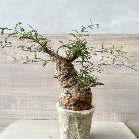 K*1様 オペルクリカリア　パキプス オペルクリカリア・パキプス 2024-01 【公式通販】