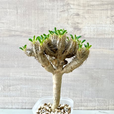 ユーフォルビアギラウミニアナ