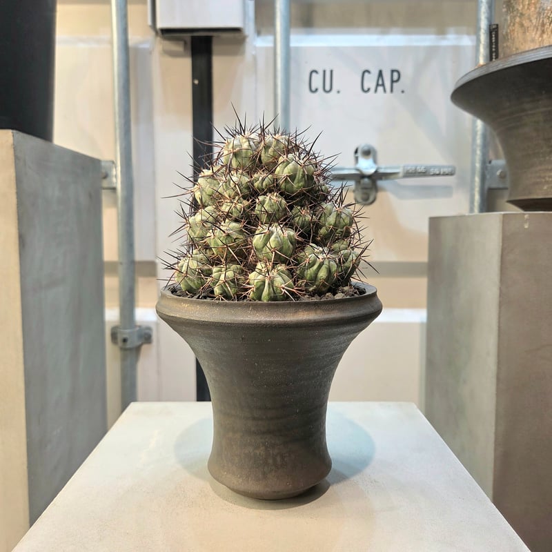 コピアポア黒王丸子吹き×普賢鉢 | PHASE・GALD online