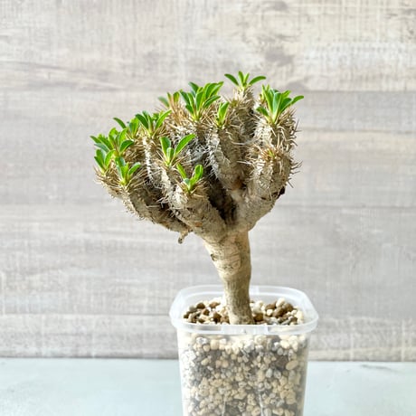 ユーフォルビアギラウミニアナ | STORES 