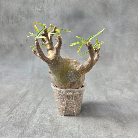 パキポディウムグラキリス | STORES