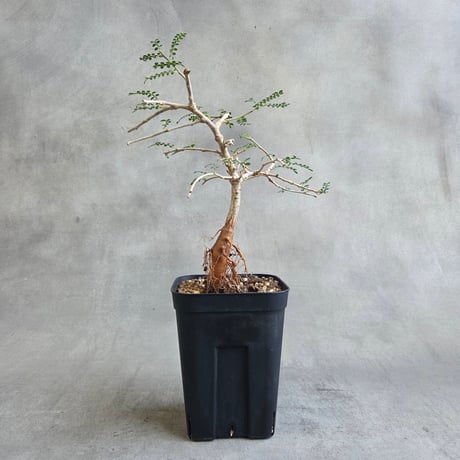 オペルクリカリアパキプス | STORES