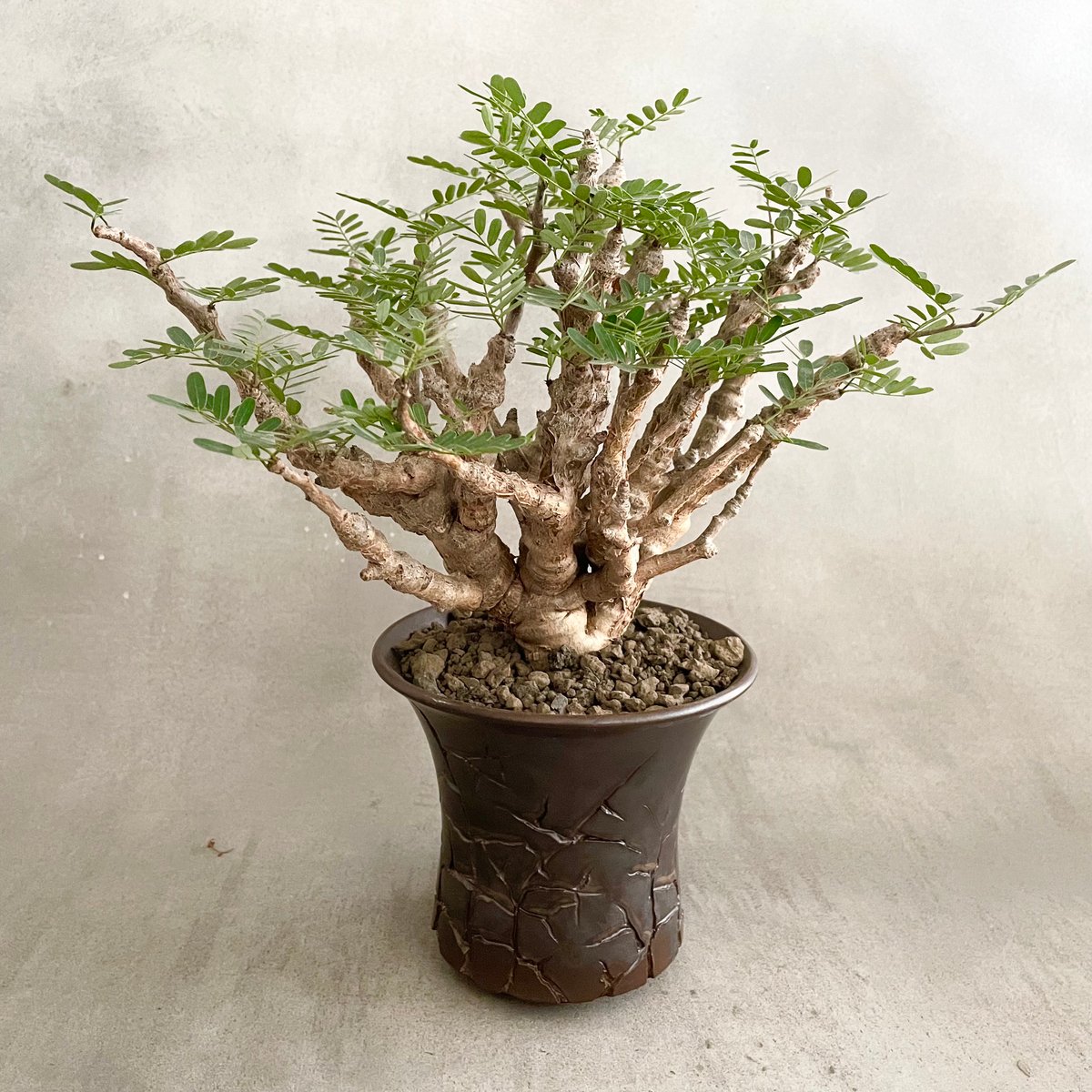 鉢ごと発送】センナ メリディオナリス 実生 S10 Senna meridionalis