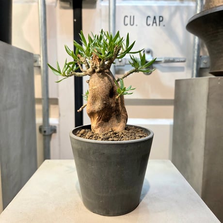 パキポディウムビスピノーサム | STORES