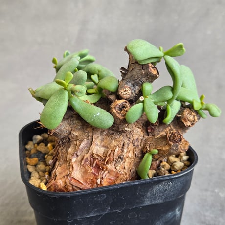 ケラリアピグマエア | STORES