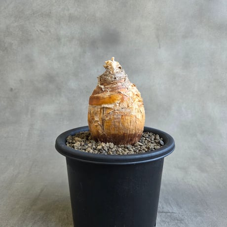 ブーファンハエマンソイデス | STORES