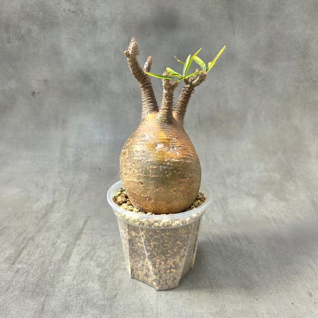 饅頭　グラキリス　現地球　まん丸　美株　特選　オレンジ肌　緑肌　良型　ぼってり 饅頭 グラキリス 現地球 まん丸 美株 特選 オレンジ肌 緑肌 良型