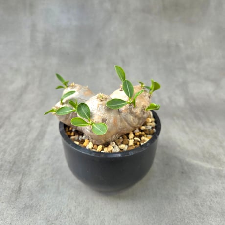 恵比寿笑い | STORES