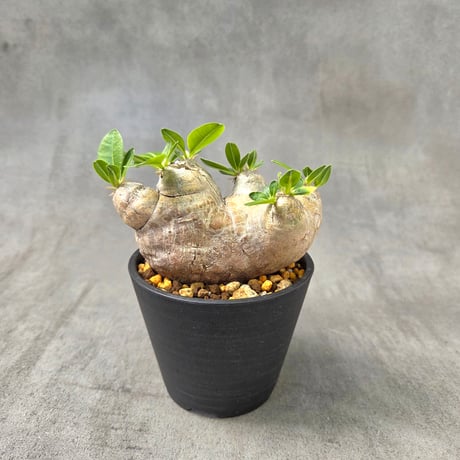 パキポディウム 恵比寿笑い　発根済み 特大】【現地株】【発根済】パキポディウム恵比寿笑い 特大】【現地株