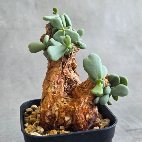 ピグマエア | STORES