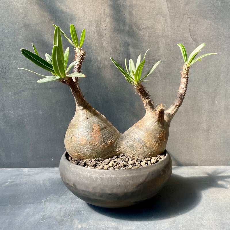 パキポディウム グラキリス 2頭 (発根済み) 陶器鉢付き パキポディウム グラキリス 2頭 (発根済み) 陶器鉢付き