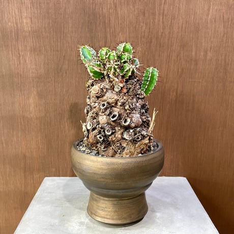 ユーフォルビアムランジーナ