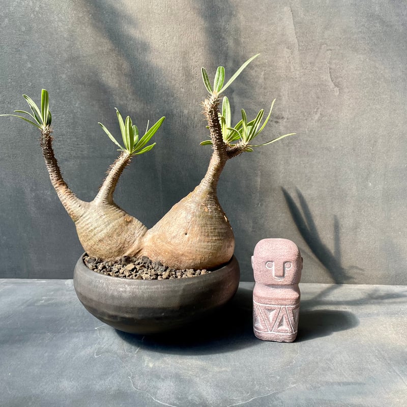 パキポディウム グラキリス 2頭 (発根済み) 陶器鉢付き 【公式通販】