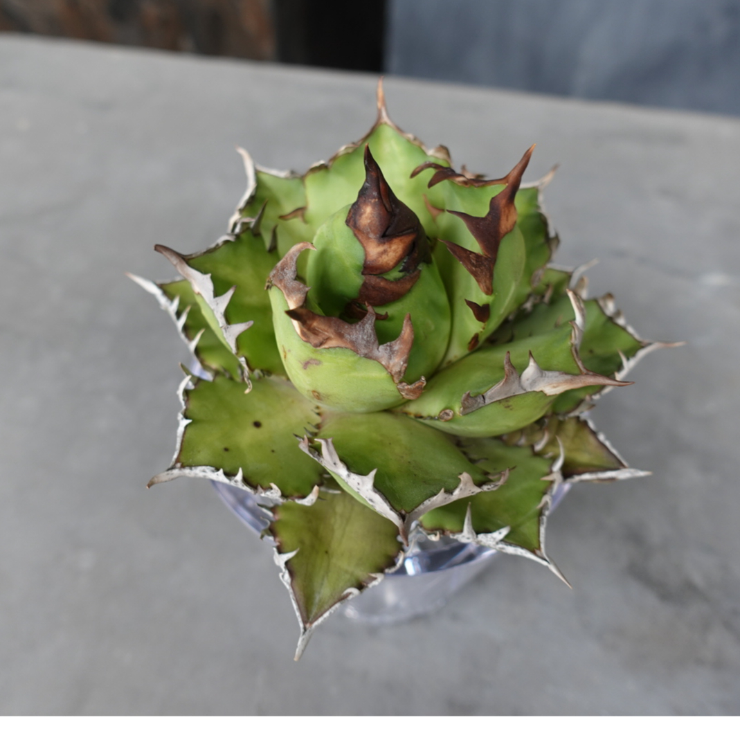 アガベ】ゴリ猫 レッドキャット 極 白槍 ゴリ猫 | STORES