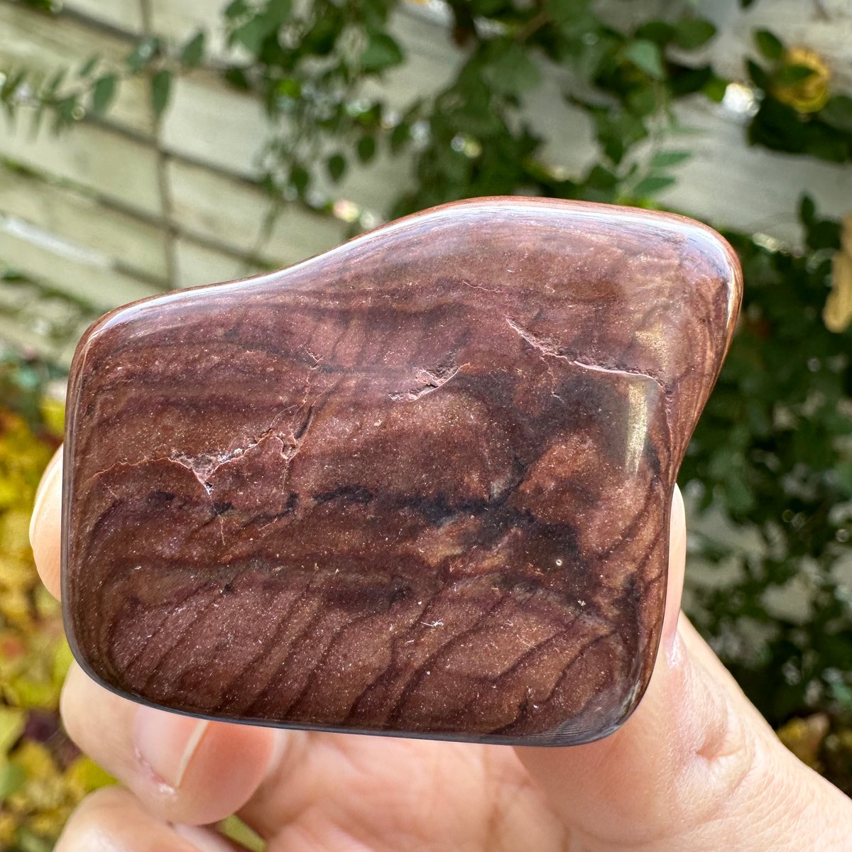 ピクチャー ジャスパー 象 ピクチャー ジャスパー 象