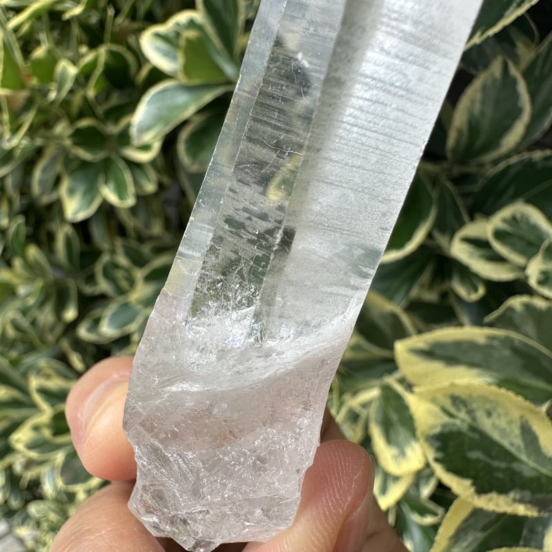 レムリアンシードオールドレムリアン