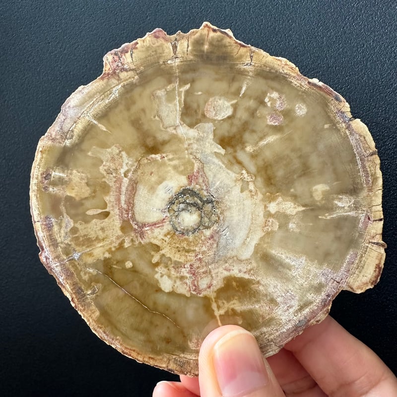 ペトリファイドウッド No.1 | Native Stellar Alchemy