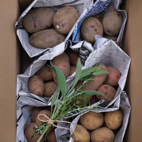 JIKE STUDIO FARMのじゃがいも食べ比べセット（3kg）