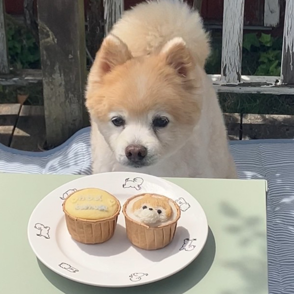 冷凍配送】似顔絵カップケーキ2個セット入金フォーム | Levande bevis dogs