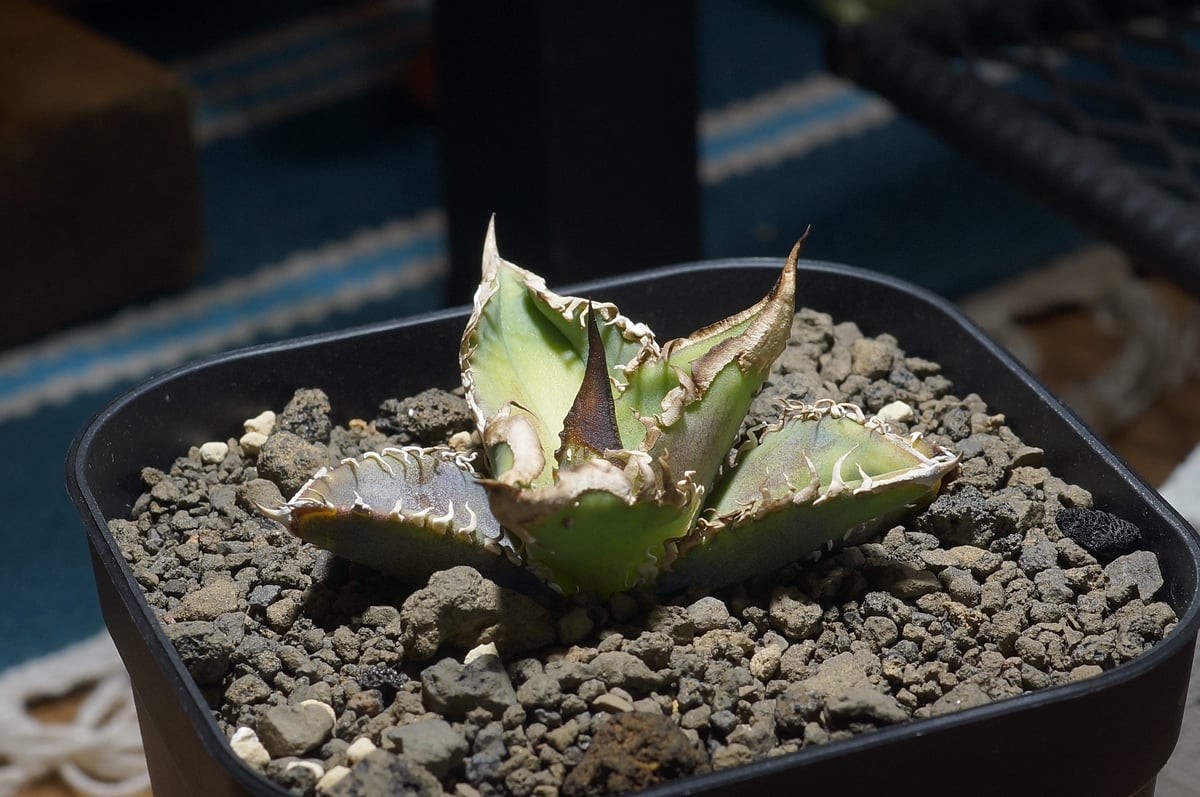 アガベ　星空　親株出品　子株付き 親株出品】星空 アガベ 星空 親株出品 子株付き アガベ 星空子株