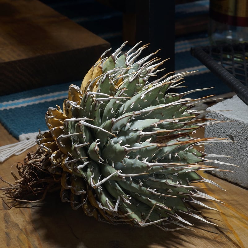 アガベ ユタエンシス エボリスピナ / ES-16 | アガベ専門店 モンスター