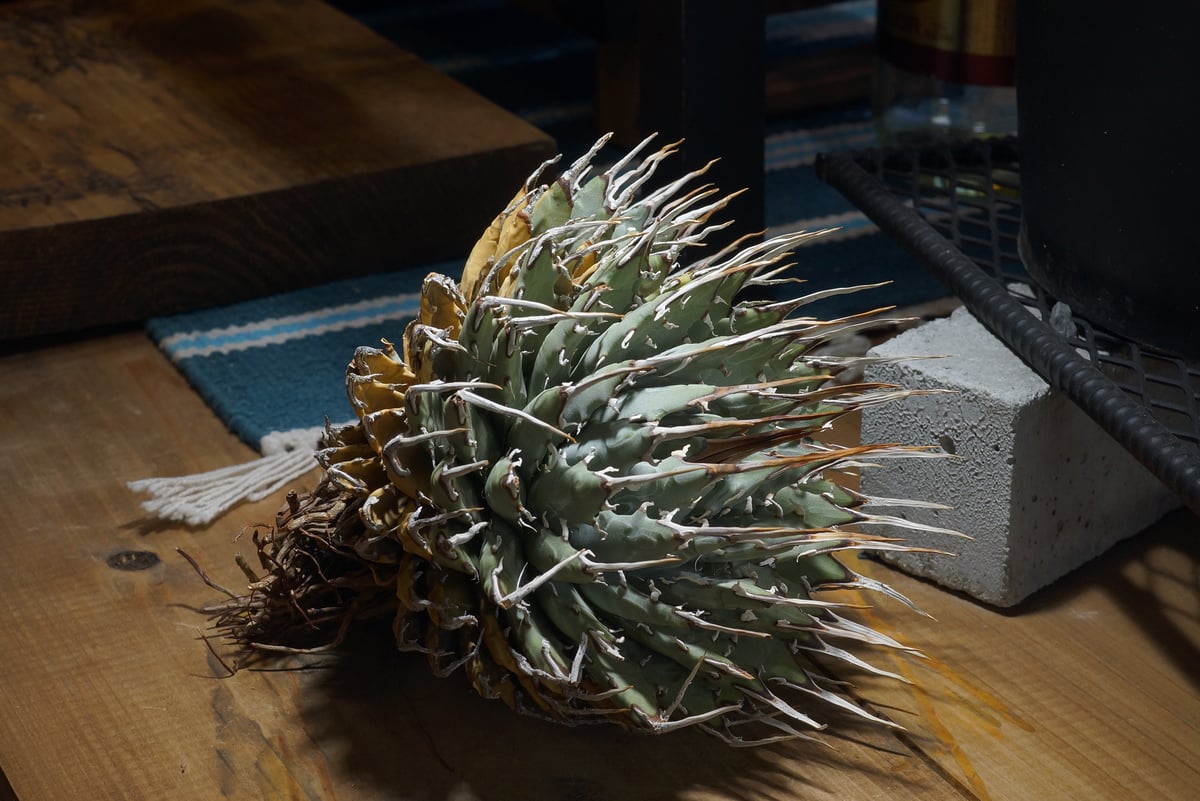 アガベ ユタエンシス エボリスピナ / ES-16 | アガベ専門店 モンスター