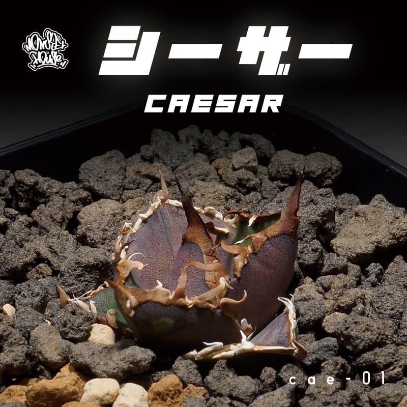 アガベ チタノタ シーザー 凱撒/cae-01 | アガベ専門店