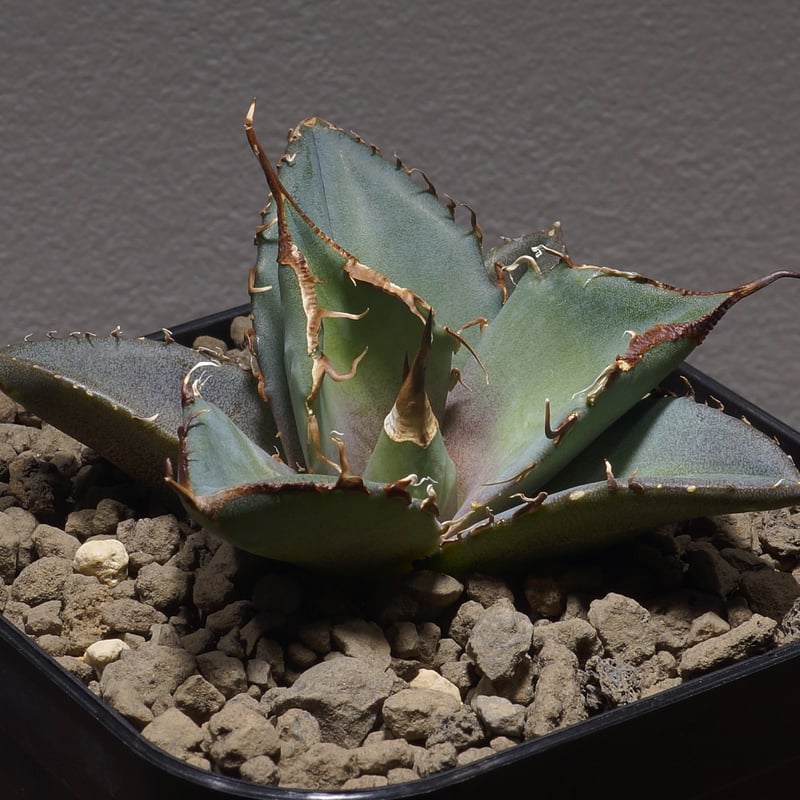 アガベ チタノタ 黒豹/子株 BP-04 | アガベ専門店 モンスターハウス