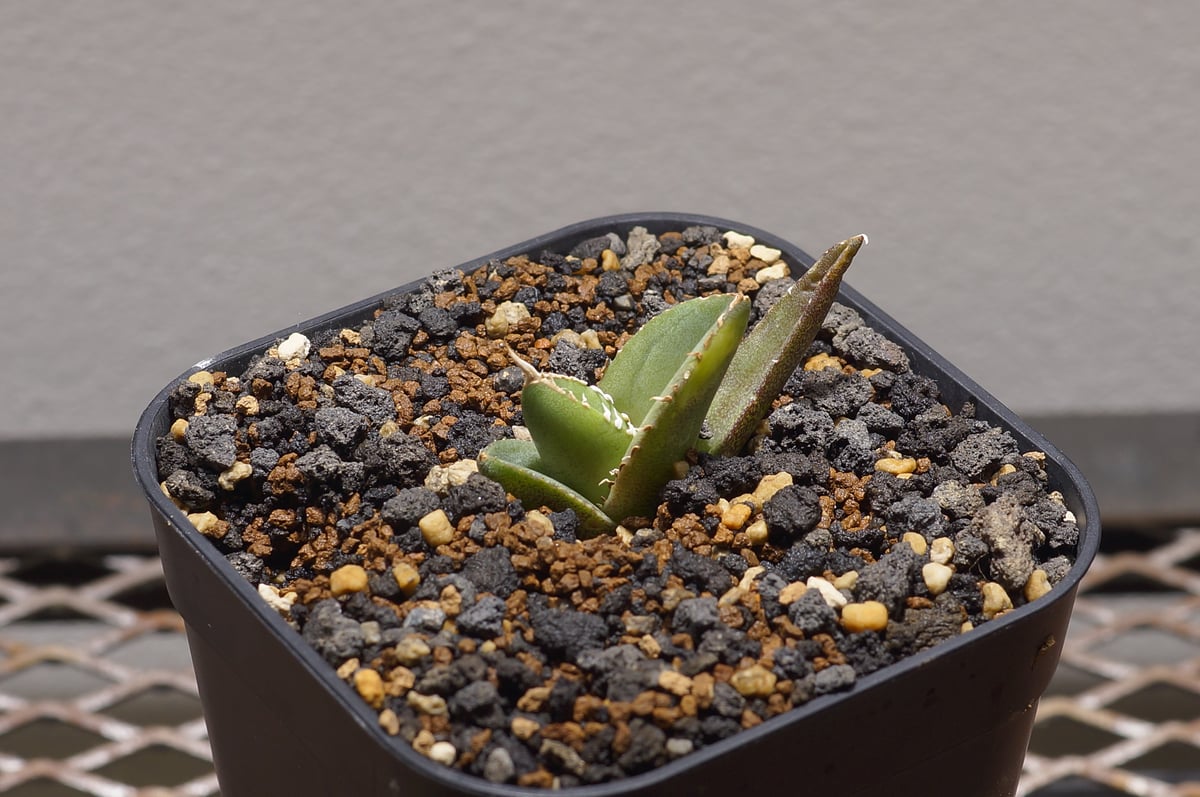 アガベ チタノタ 大白鯊 / WS-01 | アガベ専門店 モンスターハウス