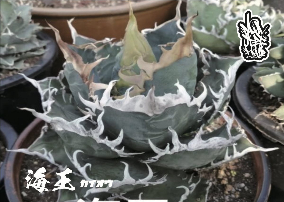アガベ　チタノタ　海王変異　浅斑入り アガベ チタノタ 海王変異 浅斑入り 【公式通販】