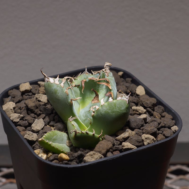 【コレクター品】アガベ　チタノタ　魔丸　子株付き アガベ・チタノタ 魔丸（芽）-028｜agave titanota imps | Plus_P