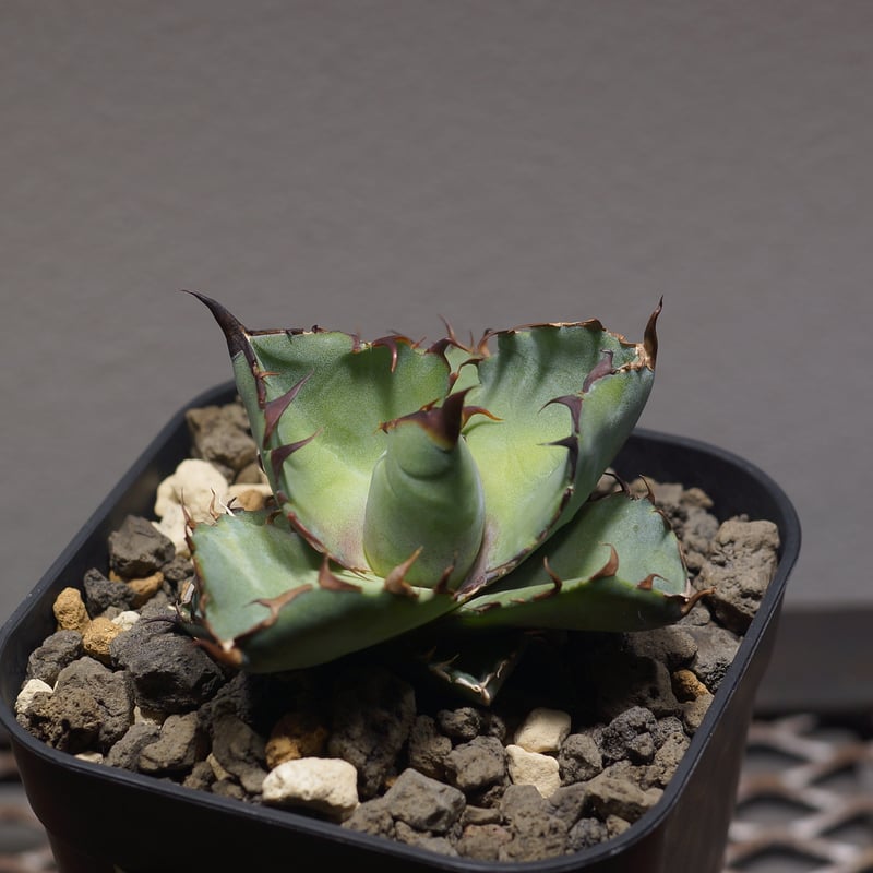 アガベ チタノタ ブラックアンドブルー/bb-33 | アガベ専門店