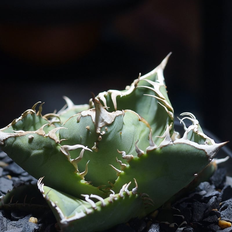 アガベ チタノタ Dennis 018/ Dragon Agave産 D018-01 | ア