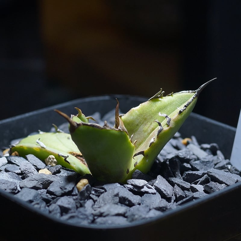 アガベ　エボリスピナ/スナグルトゥース/白犀牛 アガベ エボリスピナ/スナグルトゥース/白犀牛 アガベ チタノタ