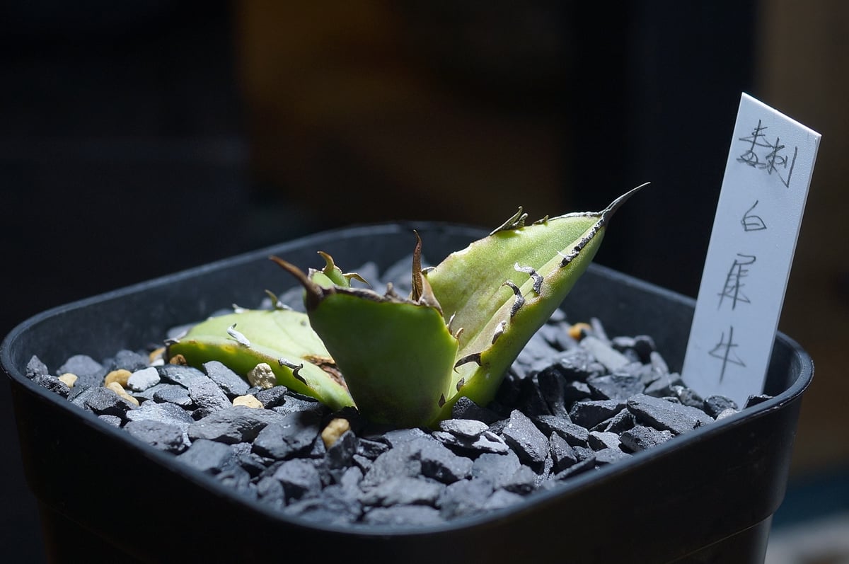 アガベ チタノタ 白犀牛/ 毒刺産 wr-05 | アガベ専門店 モンスターハウス