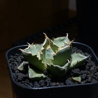 アガベ チタノタ ブラックアンドブルー（bb-15）BB子株 | アガベ専門店