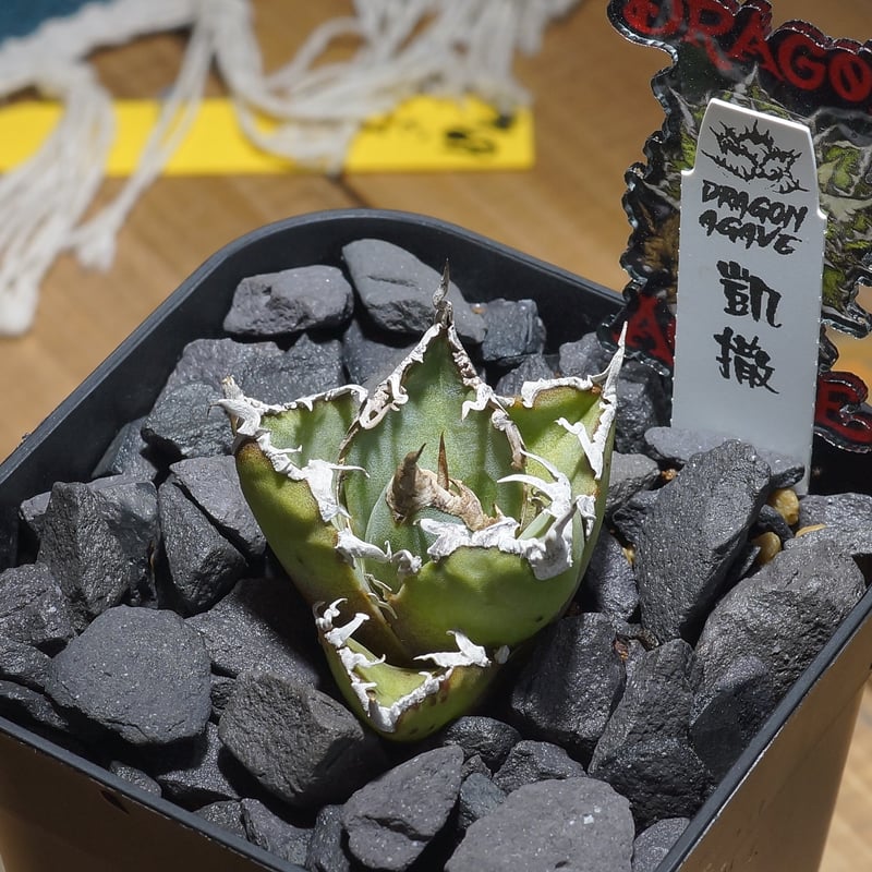 アガベ チタノタ シーザー 凱撒/ Dragon Agave産 cae-19 | アガベ専門店