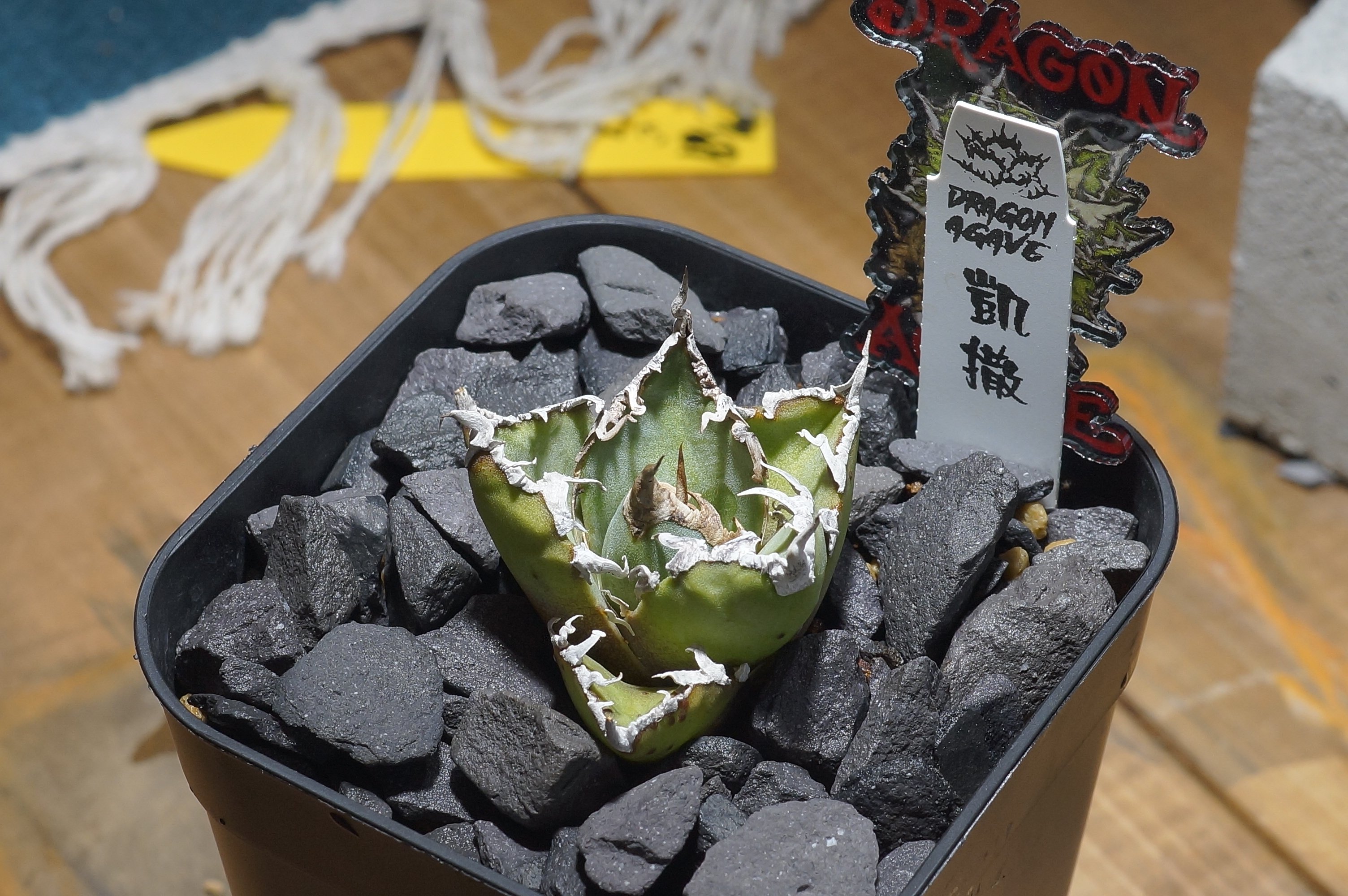 【アガベ３種セット】スーパーシーザー、烈炎、厳竜 アガベ チタノタ シーザー 凱撒/ Dragon Agave産 cae-19 | アガベ専門店