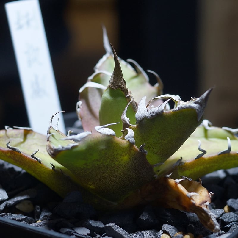 アガベ チタノタ シーザー 凱撒/ 毒刺産 cae-14 | アガベ専門店