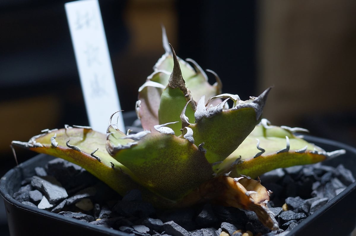 毒刺産　極上血統シーザー　アガベ アガベ チタノタ シーザー 凱撒/ 毒刺産 cae-14 | アガベ専門店