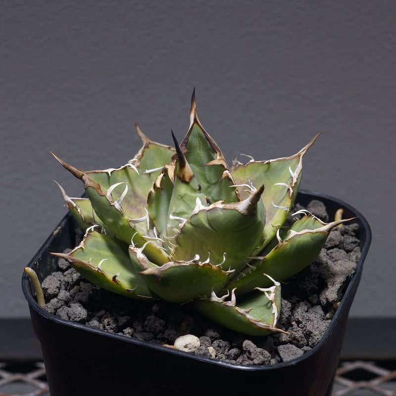 アガベ チタノタ ナンバーワン錦/子株 N1-05 | アガベ専門店