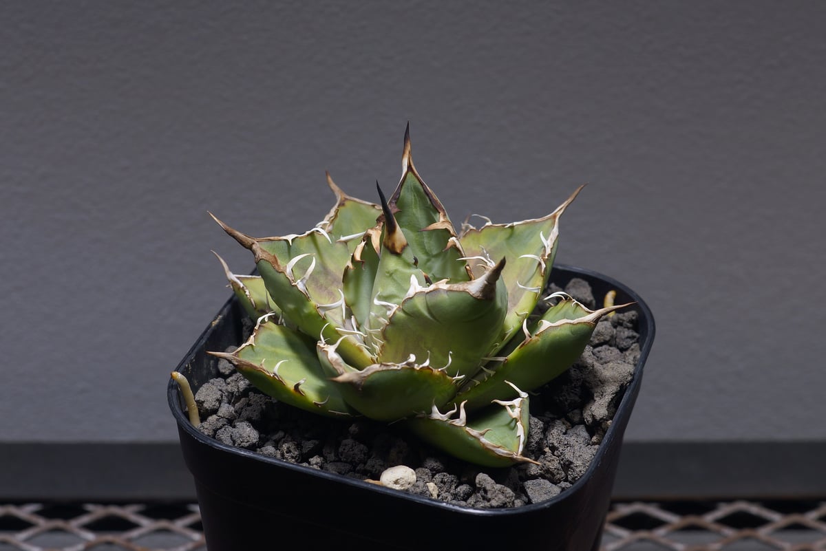 アガベ チタノタ ナンバーワン錦/子株 N1-05 | アガベ専門店